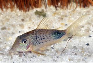 Peixe Coridora Ourastigma 3-5cm