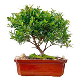 Arteenbonsai Juniperus Pino Arbol De La Vida Buxus Jazmin