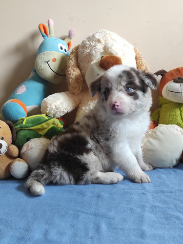 Cachorro Border Collie 