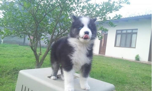 Cachorros Husky Siberiano De Raza Pura 