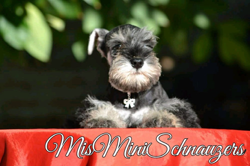 Schnauzer Mini Hembra Blanca Exclusiva Misminischnauzers