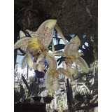 Orquídea Estanhopea Rignellii (mudas!)