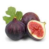 50 Semillas Higo Morado Ficus Carica Nuevas 