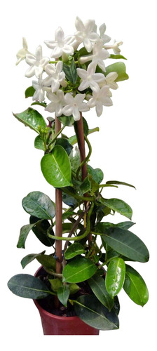  3 Jazmín De Madagascar Stephanotis Con Envio Planta Grande