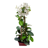  3 Jazmín De Madagascar Stephanotis Con Envio Planta Grande