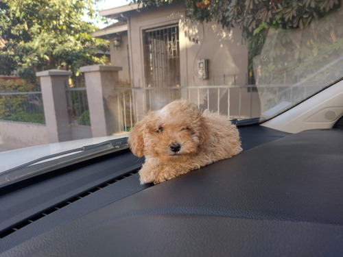 Hermosos Bebecitos Poodle Toy 