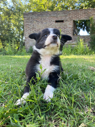 Cachorro Border Collie Últimas Hembritas