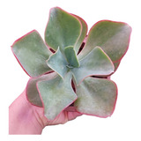 Rara Muda Echeveria Gibbiflora Barbillion 