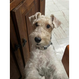 Perrito Fox Terrier Pelo Alambre