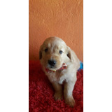 Cachorros Golden Retriever Perros En Venta En Itagüí 