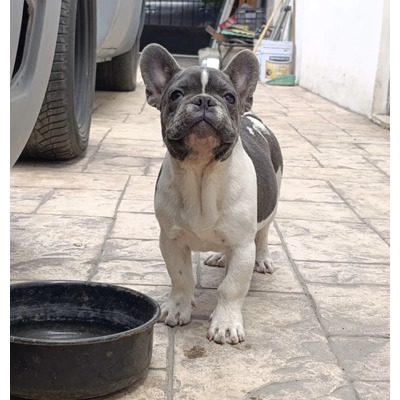 Bulldog Francés  Exóticos Blue Y Blue Fawn Excelente Calidad | MercadoLibre