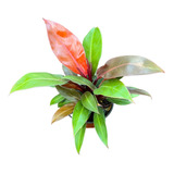 Philodendron Prince Of Orange | Filodendro Exótico