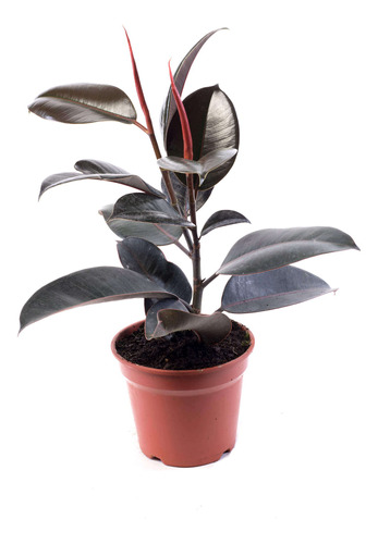 Gomero Ficus Burgundy Elástica 30-50cm