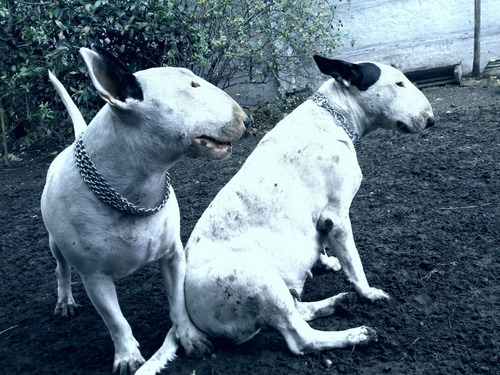 Cachorros Camada A Nacer Bull Terrier Con Fca