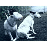 Cachorros Camada A Nacer Bull Terrier Con Fca