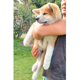 Filhote De Akita Inu - Vacinado + Registro Cbkc 