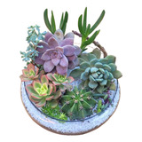 Terrario Suculenta Vidrio Boina Eventos/fiesta/regalo/22cm