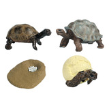 Juguetes De Tortuga De, Juego De Ciencias De Tortuga