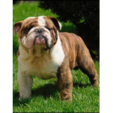 Impresionante Semental Bulldog Ingles! Hijo D Manchester Hdz