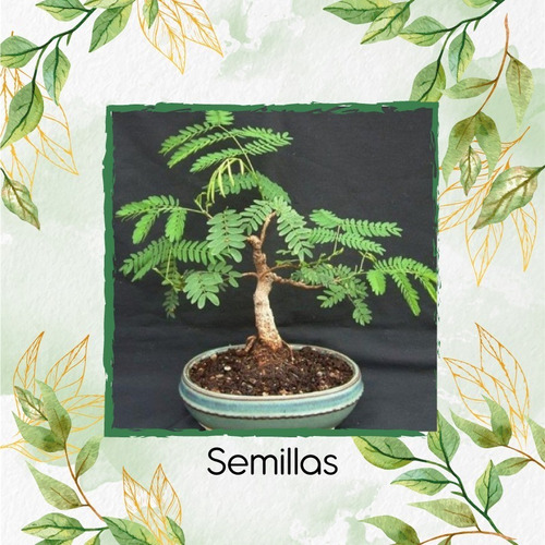 400 Semillas De Bonsái Leucaena