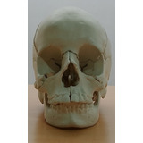 Cráneo Humano Tamaño Real  De Resina
