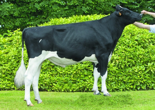 Semen Bovino Holstein - Jelic