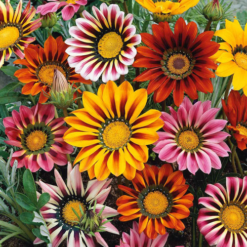 300 Semillas De Gazania Mezclan Plantas De Jardin Tolerantes