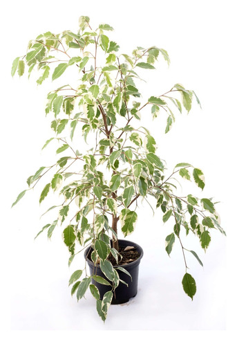 Ficus Benjamina Variegada ( 2 Tipos)