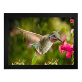 Quadro Beija Flor Foto Na Chuva Tam 45x35cm Com  Vidro 