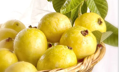 Guayaba Calvillo Amarilla C\u002F Semilla Arbolitofrutal Envio | Meses sin interés