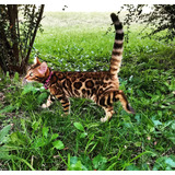 Gato Bengal Hembra 