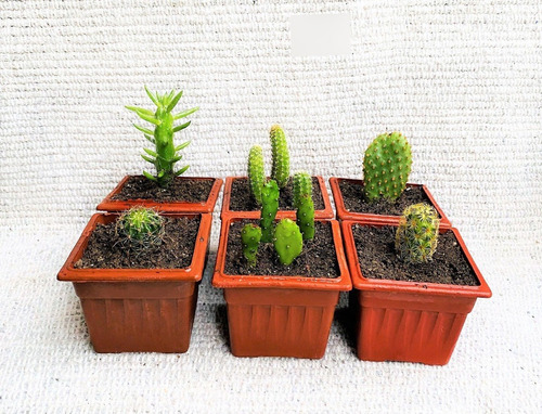 Pack  6 Mini Macetas Con Diferentes Cactus