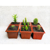 Pack  6 Mini Macetas Con Diferentes Cactus