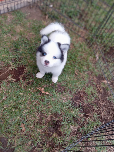 Cachorro Pomsky Vaquita Pura Raza Animal Pets Colombia 