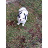 Cachorro Pomsky Vaquita Pura Raza Animal Pets Colombia 