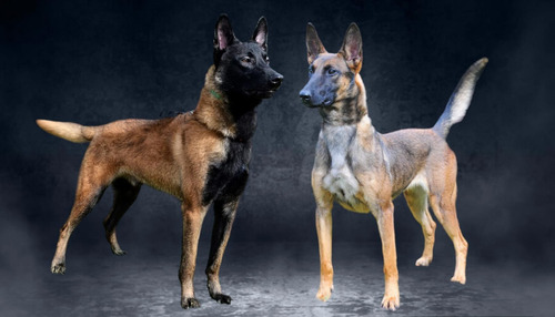 Cachorra Malinois