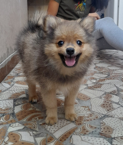 Cachorro Spitz Alemão Lulu Da Pomerania