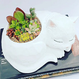 Gato Blanco Con Mix De Plantas Suculentas