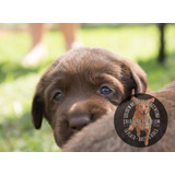 Cachorros Labrador Chocolate Consulte Envios A Todo El Pais_