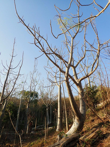 Moringa Hildebrandtii Moringa Gigante De Madagascar 