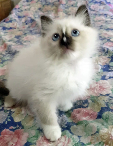 Gatita Ragdoll C/pedigré. Lista Para Entregar Amor Y Ternura