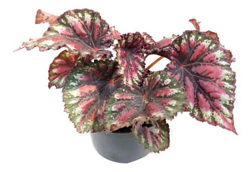 Begonia, Begonia Rex, Plantas De Interior, Rojos