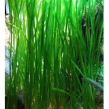 Vallisneria Planta Acuática Bajos O Medios Requerimientos