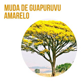 4 Mudas De Guapuruvu Amarelo - 150cm A 200cm