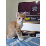 Gatitas Adopción 