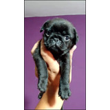 Pug Hembra Negra Excelente Linea 