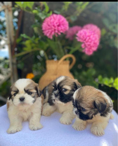 Shihtzu (perros De Raza)