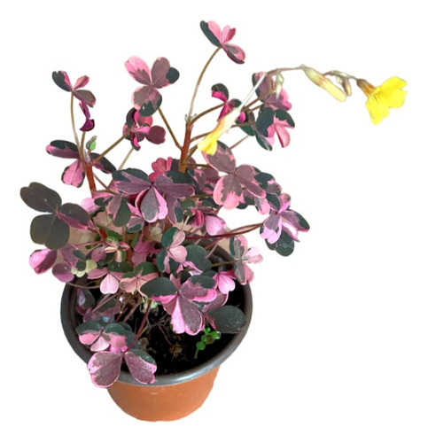 Oxalis Plum Crazy | Trébol Bicolor | Planta Exótica