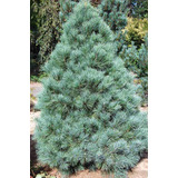 10 Gramos De Semillas Pinus Ayacahuite -  Pino Navideño C931