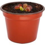 Paquete De 11 Plantas Venus Atrapamoscas 4cm